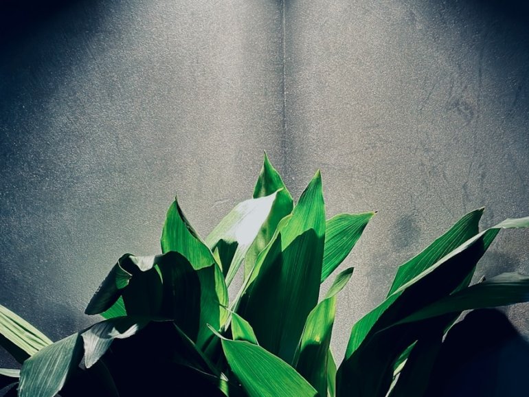 a green plant sitting on top of a wooden table