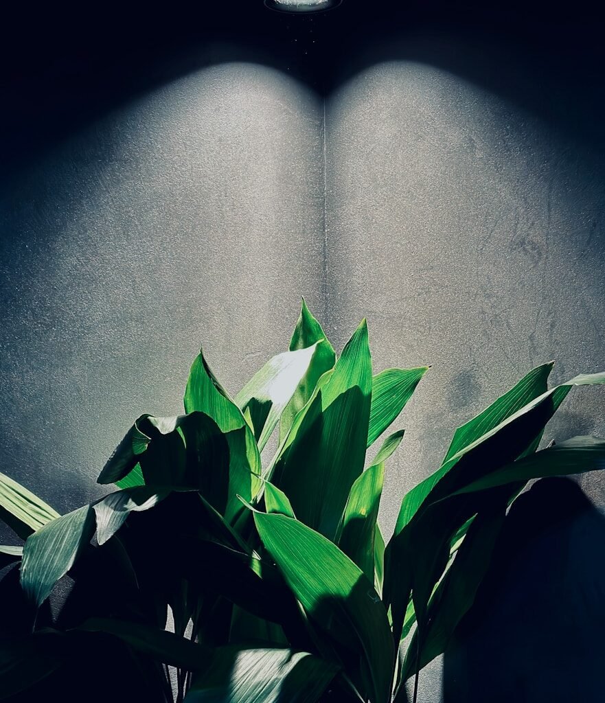 a green plant sitting on top of a wooden table
