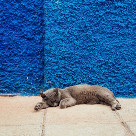 cat, sleep, wall