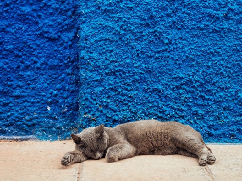 cat, sleep, wall